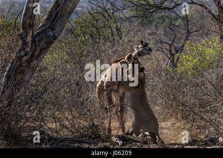 BALULE GAME RESERVE, HOEDSPRUIT, SOUTH AFRICA: INCREDIBLE action shots have revealed the desperate two-hour struggle of a giraffe calf as it tried to escape a group of hungry young lionesses learning how to hunt. The spectacular series of pictures show the moment the lions clocked eyes on their next meal as the baby strolled through the South African wilderness with its mother before making a last bid attempt for freedom as a 286-pound lion closed in. The images capture the giraffe as it runs behind its mum, resorting to its natural self-defence instinct to kick the predator in the face. Other Stock Photo