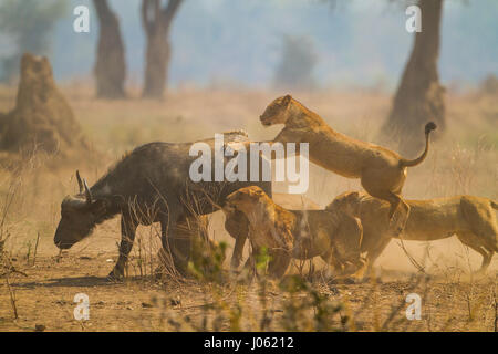 MANA POOLS NATIONAL PARK, ZIMBABWE: GRUESOME pictures and video have captured nature at its cruellest as a group of lions kills a pregnant African buffalo before eating her unborn calf. The horrifying footage and images show the lions take down the female buffalo before one latches onto her throat to strike the killing blow. The other lions focus on the buffalo’s bottom and rip and tear at it until they drag the unborn calf from its mother’s womb and feast on it. The brutal shots were taken in Mana Pools National Park, Zimbabwe by UK-educated wildlife photographer and tour leader Jeremy Bennet Stock Photo