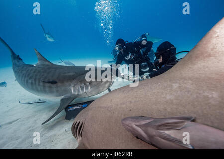 TIGER BEACH, GRAND BAHAMA: INCREDIBLE underwater images show the moment a group of divers came face-to-face with a 13-foot-long Tiger shark on the ocean floor. The spectacular sequence shows the divers reaching out and even petting the 1,000-pound predators as the inquisitive beasts happily pose for the camera. Other pictures show the sharks appearing to swim with the divers as they move towards the water’s surface. The stunning photographs were taken at Tiger Beach, Grand Bahama by photographer, Steve Hinczynski (49) from Venice, Florida, USA. To take his images Steve used a Canon 7D Mark II  Stock Photo