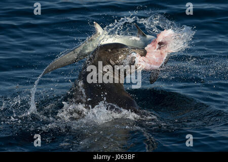 NEWPORT BEACH, CALIFORNIA, USA: BREATH-TAKING images show the moment a hungry sea lion wrestled with its eight-foot-long Thresher shark dinner by throwing it around in the air after making its catch. The spectacular shots show the 660-pound sea lion rip the shark’s head off as it continues to splash around in the water flinging the shark from side-to-side. In one picture, the sea lion almost loses its prey as the headless shark is seen disappearing into the distance, whilst another shows the calm after the storm as the sea lion peacefully bites down into the shark. The stunning photographs wer Stock Photo