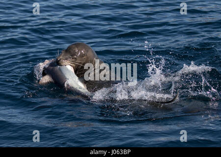 NEWPORT BEACH, CALIFORNIA, USA: BREATH-TAKING images show the moment a hungry sea lion wrestled with its eight-foot-long Thresher shark dinner by throwing it around in the air after making its catch. The spectacular shots show the 660-pound sea lion rip the shark’s head off as it continues to splash around in the water flinging the shark from side-to-side. In one picture, the sea lion almost loses its prey as the headless shark is seen disappearing into the distance, whilst another shows the calm after the storm as the sea lion peacefully bites down into the shark. The stunning photographs wer Stock Photo