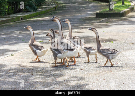 A gaggle of geese crossing the road. Stock Photo