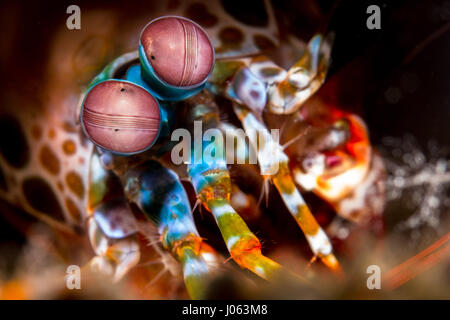 A colourful macro shot of a mantis shrimp. STUNNING underwater shots of a small pufferfish who resembles a cute Chihuahua with its puppy dog eyes have been captured alongside his expressive pals. The collection of impressive close-ups also shows a finding nemo clown fish hiding deep within the marine life, a flirty boxfish puckering up for the camera and a translucent bubble coral shrimp camouflaging itself into the reef. Other macro shots show a brightly coloured mantis shrimp that appears to be wearing goggles and a host of fluorescent sea slugs. The spectacular images were taken by Brazilia Stock Photo