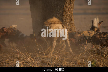 SOUTH LUANGWA, ZAMBIA: THE INCREDIBLE moment a pack of African wild dogs turned to attack a lethal hyena as it attempted to poach their dinner has been captured in a spectacular series of shots. The stunning images and video footage shows the 120-pound hyena desperately baring its teeth as the group of attack dogs surround it by a tree. Other pictures show the two hyenas as they try to fend off the vicious attack. Another shot shows the moment a hyena manages to escape with the dogs hot on its tail. The amazing pictures were taken in South Luangwa, Zambia by safari guide Peter Geraerdts (47),  Stock Photo