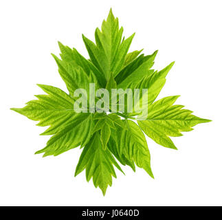 Spring leaves of maple ash (acer negundo). Isolated on white background. Stock Photo
