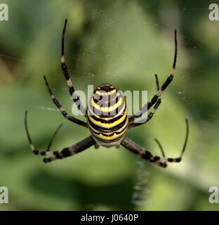 Spider on spiderweb. Argiope bruennichi or wasp spider.