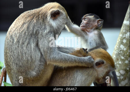 Long-tailed Macaque (Singapore) Stock Photo