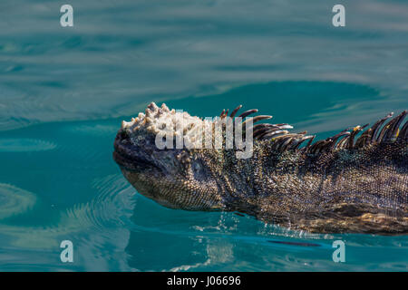 A Marine iguana (Amblyrhynchus cristatus) swimming on the surface of the Pacific Ocean near the Galapagos Islands, Ecuador. Stock Photo