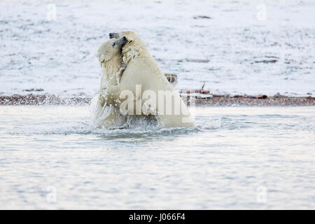 ALASKA, USA: TWO polar bear cubs have been caught engaging in a bout of sibling rivalry as they playfully wrestled each other in the Arctic Ocean. The stunning pictures show the two cubs square up to each other in the water, before this action-packed struggle for dominance ensued. Although there was no clear winner, the wrestle at least gave the cubs a chance to blow off some steam. The images were captured by professional photographer Ian Plant (44) from Victoria in Minnesota, USA during a trip to the Arctic National Wildlife Refuge in Alaska. Stock Photo