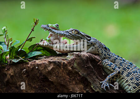 SOUTH JAKARTA, INDONESIA: AMUSING pictures of a brave tree frog appearing to pull open the jaws of a baby saltwater crocodile have been captured by one photographer. The series of funny images show the unlikely pals relaxing together on a tree stump as the frog turns to face the croc head on before posing next to the reptile’s open mouth. Another image shows how the restless amphibian clambered onto the crocodile’s head. The hilarious shots were taken by Roni Kurniawan (26) in South Jakarta, Indonesia. Roni used a Canon 600D camera to capture the surprising encounter. Roni Kurniawan  / mediadr Stock Photo
