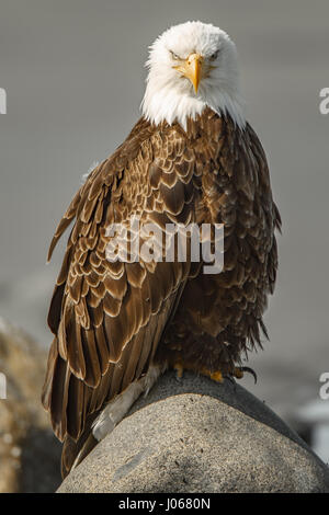 HALIBUT BEACH, ALASKA: Photo of a bald eagle perched on a rock looking straight at the camera. THE MOMENT a bald eagle gave its best blue-steel look straight to camera has been snapped by a Scottish photographer. Pictures show this fierce looking bird striking a pose and being shot from all its best angles.  Another snap is of the majestic bird in flight all the while staring into the camera lens. Photographer Graham McGeorge (44) who is now based in Florida travelled an epic five thousand miles to snap these incredible eagle pictures at Halibut Beach in Alaska. Stock Photo