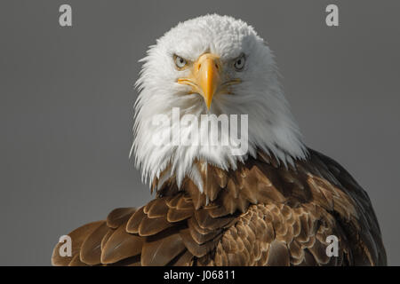 HALIBUT BEACH, ALASKA: Headshot of the bald eagle looking straight at the camera. THE MOMENT a bald eagle gave its best blue-steel look straight to camera has been snapped by a Scottish photographer. Pictures show this fierce looking bird striking a pose and being shot from all its best angles.  Another snap is of the majestic bird in flight all the while staring into the camera lens. Photographer Graham McGeorge (44) who is now based in Florida travelled an epic five thousand miles to snap these incredible eagle pictures at Halibut Beach in Alaska. Stock Photo