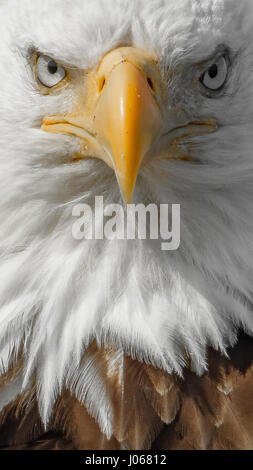 HALIBUT BEACH, ALASKA: Close up photo of the eagles face looking dead on straight at the camera. THE MOMENT a bald eagle gave its best blue-steel look straight to camera has been snapped by a Scottish photographer. Pictures show this fierce looking bird striking a pose and being shot from all its best angles.  Another snap is of the majestic bird in flight all the while staring into the camera lens. Photographer Graham McGeorge (44) who is now based in Florida travelled an epic five thousand miles to snap these incredible eagle pictures at Halibut Beach in Alaska. Stock Photo