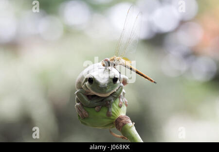 JAKARTA, INDONESIA: A DRAGONFLY has been snapped using a live frog’s head as an improvised helipad. Pictures show the flying creature making an unlikely pit stop on top of an unsuspecting dumpy tree frog’s head.  Spending a total of three minutes investigating its landing pad, the dragonfly realises the spot is not fit for purpose before re-launching into the air. Amateur photographer Erni Wijaya (34) from Jakarta, Indonesia happened to witness this funny interaction in his hometown. Stock Photo