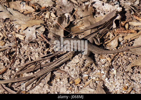 Western Fence Lizard Stock Photo