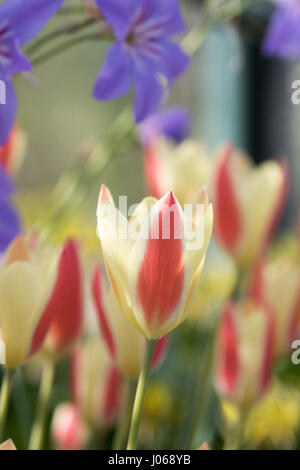 Tulipa Tinka. Small hybrid tulip Stock Photo