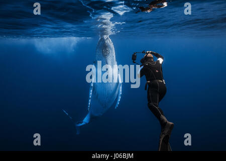 One free diver is captured in front of the whale. HEART-STOPPING images show free divers holding their breath while snapping each other swimming alongside FORTY TONNE seabeasts. The spectacular underwater pictures show the two humpback whales rolling and weaving through the water alongside their human visitors. Other shots show them facing the camera and striking a series of playful poses. Underwater photographer Gabriel Barathieu (33) managed to get within 16 feet of the whales when they visited the coast of Réunion Island in the Indian Ocean. The 50-foot-long creatures were captured when the