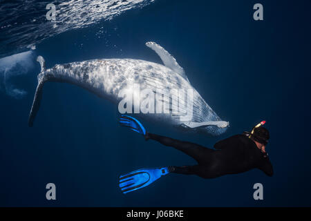 One free diver is captured swimming alongside the whale. HEART-STOPPING images show free divers holding their breath while snapping each other swimming alongside FORTY TONNE seabeasts. The spectacular underwater pictures show the two humpback whales rolling and weaving through the water alongside their human visitors. Other shots show them facing the camera and striking a series of playful poses. Underwater photographer Gabriel Barathieu (33) managed to get within 16 feet of the whales when they visited the coast of Réunion Island in the Indian Ocean. The 50-foot-long creatures were captured w