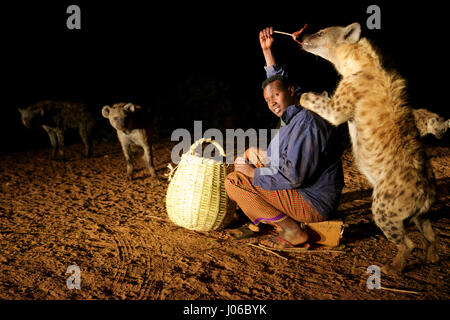 HARAR, ETHIOPIA: New 'Hyena Man' Abbas Saleh feeding a hyena. MEET the incredible Hyena Man of Harar who is now passing his title onto his son after thirty years of being best friends with a clan of these carnivorous beasts. Pictures show a young heir to the Hyena man title following the centuries-old tradition of protecting his people from possible attack by hyenas by calmly feeding these wild scavengers. He does so completely free from any kind of fear you would associate with being this close to Africa’s most prolific carnivore.  Hyenas have been known to attack and kill humans, but as thes Stock Photo