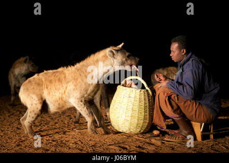HARAR, ETHIOPIA: New 'Hyena Man' Abbas Saleh feeding a hyena. MEET the incredible Hyena Man of Harar who is now passing his title onto his son after thirty years of being best friends with a clan of these carnivorous beasts. Pictures show a young heir to the Hyena man title following the centuries-old tradition of protecting his people from possible attack by hyenas by calmly feeding these wild scavengers. He does so completely free from any kind of fear you would associate with being this close to Africa’s most prolific carnivore.  Hyenas have been known to attack and kill humans, but as thes Stock Photo