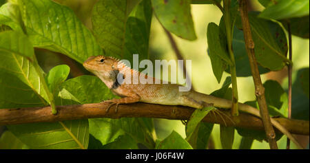 Local lizards at the garden guava tree. Stock Photo