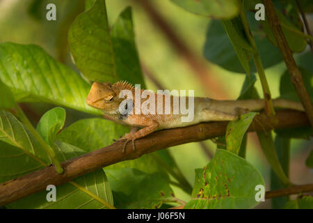 Local lizards at the garden guava tree. Stock Photo