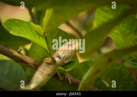 Local lizards at the garden guava tree. Stock Photo