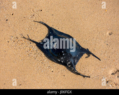 Egg Case for a shark or ray lying where found on a sandy North Sea Beach Stock Photo