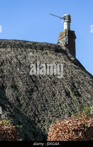 Old thatch on Devon cottage Stock Photo