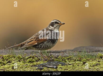 Dusky Thrush  (Turdus eunomus) male standing on ground  Kyushu, Japan                 March Stock Photo