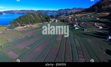 Onion fields around Lago de Tota, Colombia's largest alpine lake Stock Photo