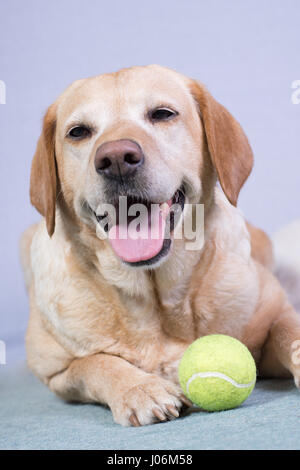labrador posing on white background with tennis ball Stock Photo