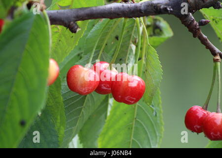 Cherry tree branch with half ripen cherries in a spring garden Stock Photo