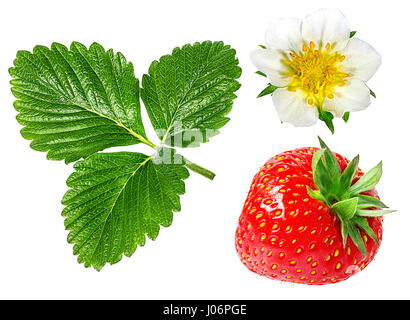 green leafs of strawberry with flower isolated on white Stock Photo