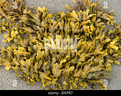 Spiral Wrack, Fucus spiralis seaweed, Scotland, UK Stock Photo