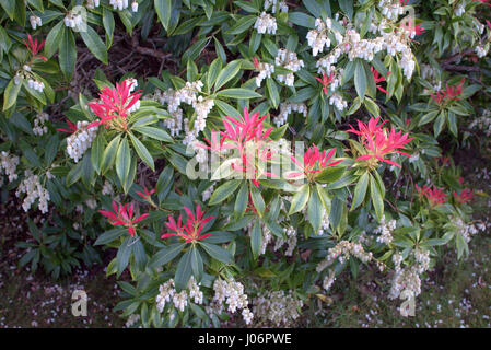 Pieris formosa var. forrestii 'Wakehurst'  Pieris Japonica. Stock Photo