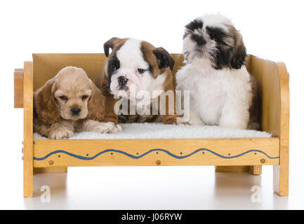 three different breeds of puppies sitting on a wooden bench Stock Photo