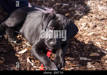 black lab puppy laying down chewing on stick Stock Photo