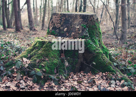 mossy trunk in the woods Stock Photo