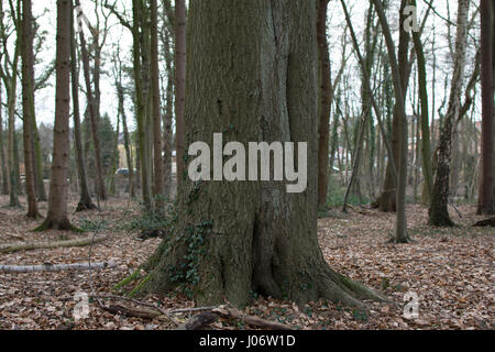 tree trunk Stock Photo