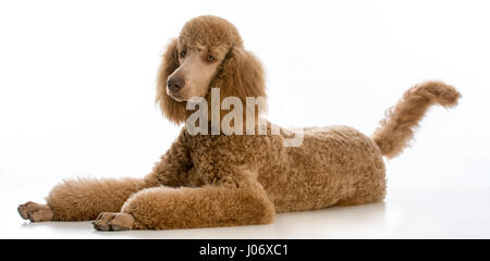 apricot standard poodle portrait on white background Stock Photo