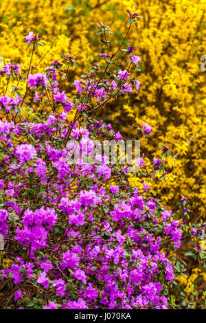 Flowering Purple Rhododendron dauricum Mixed Yellow Forsythia Flowers Blooming Garden April Blossoms Branches Colour contrast of flowering bushes Stock Photo