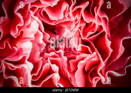 Close up on the center of a pink carnation (Dianthus caryophyllus) Stock Photo