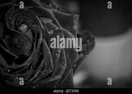 Bunch of Black Glitter 6cm Cottage Roses