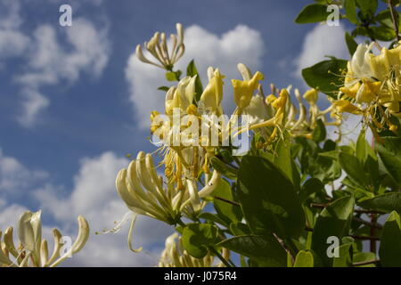 Lonicera periclymenum Scentsation Honeysuckle Yellow scented flower Stock Photo