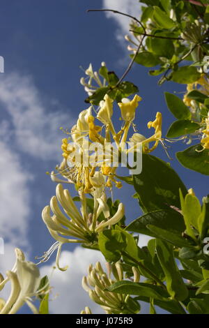 Lonicera periclymenum Scentsation Honeysuckle Yellow scented flower Stock Photo