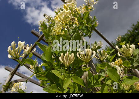 Lonicera periclymenum Scentsation Honeysuckle Yellow scented flower Stock Photo