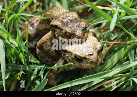 The common toad, European toad, or in Anglophone parts of Europe, simply the toad (Bufo bufo, from Latin bufo 'toad'), is an amphibian found throughout most of Europe (with the exception of Ireland, Iceland, and some Mediterranean islands), in the western part of North Asia, and in a small portion of Northwest Africa. It is one of a group of closely related animals that are descended from a common ancestral line of toads and which form a species complex. The toad is an inconspicuous animal as it usually lies hidden during the day. Stock Photo
