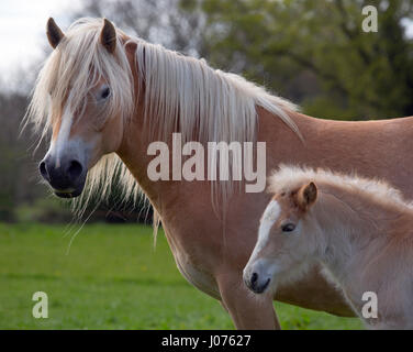 Haflinger mare and foal portrait in meadow Stock Photo