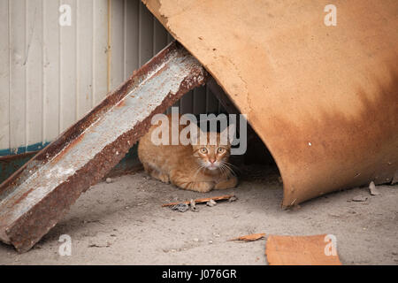 A cat Felis catus hiding underneath debris along a street in Old Havana, Cuba. Stock Photo